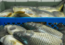 Tag der Fische – Nachfrage und Produktion ungleich In Österreich werden in der Aquakultur vorwiegend Karpfen (Bild) und Forellen produziert.