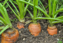 Wie bio die USA wirklich sind Nur ein Beispiel: 24 Prozent aller Karotten werden in den USA in Bioqualität gekauft. Der gesamte Biomarkt boomt.