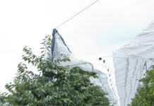 Österreichische Prognose für Obsternte fällt fatal aus Ernteschätzung für Kirschen: von 30 bis zu teilweise 90 % Ernteausfall prognostiziert