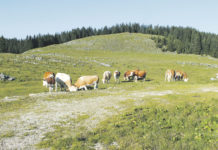 Niederösterreichische Almen – von der Natur- zur Kulturlandschaft Strukturelle Veränderungen in der heimischen Landwirtschaft haben die Almwirtschaft und deren Bedeutung für die Gesellschaft verändert. Bis in die jüngste Vergangenheit stand vor allem ihre Produktionsfunktion im Vordergrund. Heute kommt den Almen aber auch beim Schutz vor Naturgefahren eine zentrale Bedeutung zu. Zudem sind sie mit Blumenwiesen und Landschaftselementen ökologisch von hohem Wert.