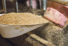 Toxine im Futter bekämpfen Besonders Schweine sind hinsichtlich Toxinbelastung sehr empfindlich.