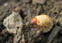 Maßnahmen gegen die Engerlingplage setzen Oberkärnten hat derzeit mit einer Engerlingplage zu kämpfen. Mehr als 100 Engerlinge pro Quadratmeter wurden in der Gemeinde Reißeck gezählt.