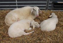 Inform 2016: Breite Informationen für Land- und Forstwirte Auch zum Thema Schafzucht gibt es ein spezielles Beratungsangebot.