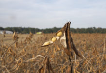 Erster burgenländischer Sojafachtag in Güssing Umfassende Informationen zum Thema Soja werden am 8. September in Güssing geboten.