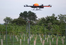 Automatisierung ermöglicht neue Wege in der Traubenproduktion Mithilfe von Drohnen können "normale Fotos"