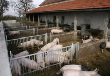 Bioschweinehaltung braucht Überzeugung Der Auslauf für Tiere aller Altersstufen ist in der Biohaltung verpflichtend vorzusehen.
