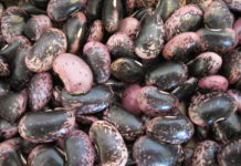 Steirische Käferbohne als geschützte EU-Ursprungsbezeichnung eingetragen Die Steirische Käferbohne wurde heute als geschützte Ursprungsbezeichnung veröffentlicht.