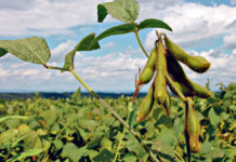 “Eiweißpflanzen-Anbau nicht aufs Spiel setzen” Die Etablierung des Sojaanbaus ist eine Erfolgsgeschichte. "Gelangt der EU-Vorschlag zur Umsetzung