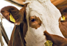 Mit Markenprogrammen zu höherer Wertschöpfung Qualitätsprogramme sichern die heimische Rinderproduktion.