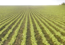 Effiziente Rapssaat mit der Tempo Nach der Aussaat mit der Einzelkornsämaschine Tempo kann sich die Saat perfekt entwickeln.