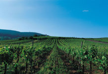 Weinjahrgang 2016: Frost im Frühjahr, Hagel im Sommer – hoffentlich wird der Herbst sonnig Mit rund 1