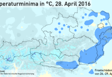 Geplagte Winzer hoffen auf Sonne im Herbst Die Frostnächte Ende April haben in wichtigen Weinbauregionen große Schäden verursacht.