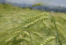 Hinweise zur Sortenwahl bei Wintergerste, Roggen und Triticale Mehrzeilige Gersten bringen ihren Ertrag aufgrund einer hohen Bekörnung der Ähre.