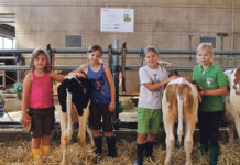 Freistadt: Jungzüchter zeigten ihr Können Waschen