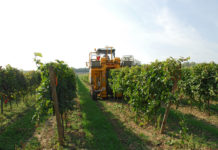 Extreme Witterung erfordert gestaffelte Lese Weingärten mit Frost- und Hagelschäden erfordern besondere Lesestrategien. Generell dürfte die maschinelle Lese weiter zunehmen. Traubenvollernter der jüngsten Generation ermöglichen gerebeltes und gut gereinigtes Lesegut mit geringem Trubanteil.