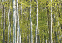 Buchenholz: Rohstoff von kuscheliger Qualität Durch intensive Forschung soll es gelingen