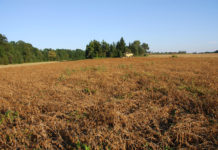 Soja: Bieten Futtermittel neue Anbauperspektiven? Für die Preisfindung bei heimischer