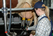 Milchreduktion – Menge nicht ganz ausgeschöpft Rund 4100 österreichische Milchbauern stellten Anträge zur Abgeltung ihrer nicht angelieferten Milchmengen.