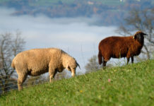 Bär, Wolf und Luchs: Schutzstatus überdenken Vor allem Schafe werden immer wieder Opfer von Wölfen oder Bären.
