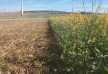 Begrünung mähen, anstatt zu häckseln Gemäht statt gehäckstelt (l.)
