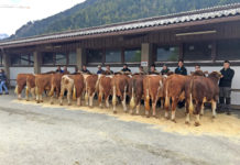 Oktoberversteigerungen mit besseren Preisen Besonders ausgeglichen im Exterieur zeigte sich die Verkaufsgruppe der Fleckvieh-Zuchtstiere