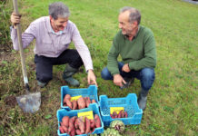 Auf der Suche nach neuen Gemüsearten Gemüsebauernobmann Ök.-Rat Josef Schirmer (r.) und Gemüsebaureferent Dipl.-Ing. (FH) Fred Unmann bewerten die frische Ernte des Versuchfeldes: Während die Süßkartoffelsorten Beauregard und Evangeline für den Anbau in Tirol geeignet sind