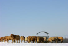 Klimakonferenz – von Trump bis Fleischsteuer Die Lebensmittelproduktion verursacht laut britischen Forschern ein Viertel der gesamten Treibhausgasemissionen weltweit. Besonders die Rinderhaltung gilt als emissionsintensiv