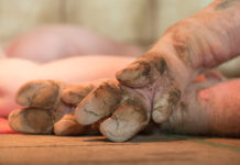 Schweinefleisch-Lieferung nach China auf Zielgerader Schweinefüße sind für Chinesen eine Spezialität. Heimische Betriebe wollen diese deshalb verstärkt exportieren.