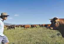 Bauer sein in Südafrika Farmer Angus - vom Investmentbanker in London zum Farmer in Südafrika