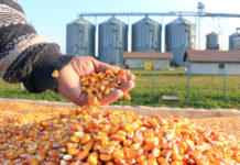 Raps weiter im Steigen, Weizen und Mais stabil Rekordverdächtige Maiserträge in Ungarn