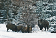 Schwarzwildjagd: kein Grund zur Pause Um den hohen Bestandszuwachs effektiv einzudämmen
