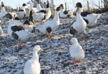 Hausmühle: “Gans natürlich” Die Pommerngans - eine alte Landrasse aus dem ehemaligen Pommern und der gesamten Ostseeküste ? gibt es in den Farbschlägen grau