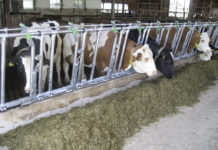 Bräuer Stalltechnik: mehr als 40 Jahre alles aus einer Hand Bräuer präsentierte auf der Agraria eine Weltneuheit.