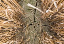 Jahresrückblick auf agrarpolitische Leistungen Die Ernteversicherung gegen Dürre wird staatlich bezuschusst.