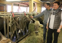 Das Know-how doppelt nützen Franz und Astrid Hollaus bei ihren Braunviehkühen im modernen Laufstall.