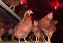 Geflügelpest – ab sofort gilt österreichweit Stallpflicht Ab sofort gilt für sämtliches Geflügel Stallpflicht.