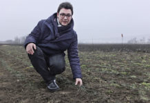 Biosafran aus dem Seewinkel Dominik Berger auf seinem Safranacker. Im Dezember hat die Pflanze ihre Blätter bereits eingezogen. Berger hat derzeit auf rund 300 Quadratmetern etwa 8000 Knollen ausgepflanzt.