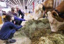 Die Grüne Woche öffnet nächste Woche ihre Tore Der ErlebnisBauernhof der Internationalen Grünen Woche in Berlin holt das "Land" in die Stadt.