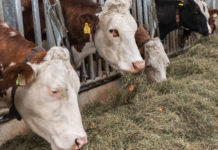 Deutsche Strafsteuer auf Fleisch stößt auf Kritik Auch wenn bei der Verdauung von Gras und anderen Futtermitteln im Magen der Wiederkäuer Methan entsteht