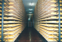 Milchexporte seit Sommer wieder im Wachsen Käsereiferaum der Berglandmilch in Voitsberg