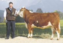 Es gibt mehr als nur einen Weg Mit großem Engagement für die Rinderzucht war der begeisterte "Fleckvieh-Fleisch"-Züchter Roland Frühwald schon bei zahlreichen Ausstellungen dabei. Besonders gut blieb ihm der zweite Fleischrindertag 2014 in Erinnerung.