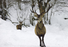 Mößler fordert Änderung des Jagdgesetzes Die Schäl- und Verbissschäden durch Rot- und Rehwild belaufen sich in Kärnten auf rund 11
