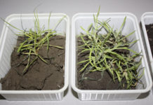 Wintergetreide – bisher wenig Frostschäden Winterdurum (links) und Wintergerste (rechts) aus dem Marchfeld Ende Jänner 2017 - nach vier Tagen in der Keimschale präsentieren sich die Pflanzen wenig geschädigt.