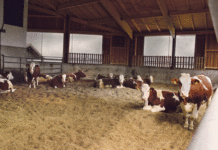 Weniger Klauenerkrankungen mit kompostierbarer Einstreu Tierkomfort und das Wohl der Tiere rücken stärker ins Blickfeld. Trotzdem muss eine wirtschaftliche Produktion möglich sein. Forschung und Zucht leisten einen großen Beitrag zur Weiterentwicklung.