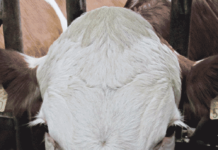 Natürlich hornlos: Ein Trend in der Rinderzucht Durch die Einführung der genomischen Selektion nimmt hornloses Fleckvieh zu.