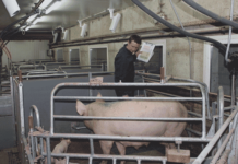 Projekt Pro-Sau: Alle Daten sind erhoben Betriebe öffneten ihre Türen für die wissenschaftliche Arbeit.