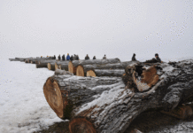 Wertholzsubmission zeigt: Laubholz taugt zu weit mehr als nur Brennholz Laubholz aus heimischen Wäldern ist international gefragt. Besonders hohe Erlöse gab es heuer wieder für Eichen.