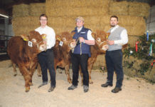 Topgenetik am dritten NÖ Fleischrindertag In der Wieselburger Berglandhalle präsentierten die "Neozüchter" Gadinger mit großem Stolz ihre Jungstiere Mantos