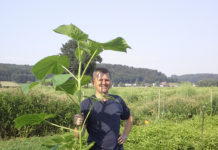 Das Aluminium der Holzarten Anton Amschl mit einer Paulownien-Pflanze - bereits nach zwei Jahren wirft die Jungpflanze an sonnigen Tagen einen schönen Schatten. Nach etwa zehn Jahren ist ein Paulownien-Bestand als Wertholz nutzbar.