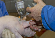 Tierschutznovelle für schmerzfreie Eingriffe Verpflichtender Schmerzmitteleinsatz - so sollen die Schmerzen bei Eingriffen für Nutztiere gemildert bzw. vermieden werden.